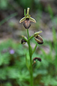 Image of Ophrys sphegodes subsp. epirotica (Renz) Gölz & H. R. Reinhard