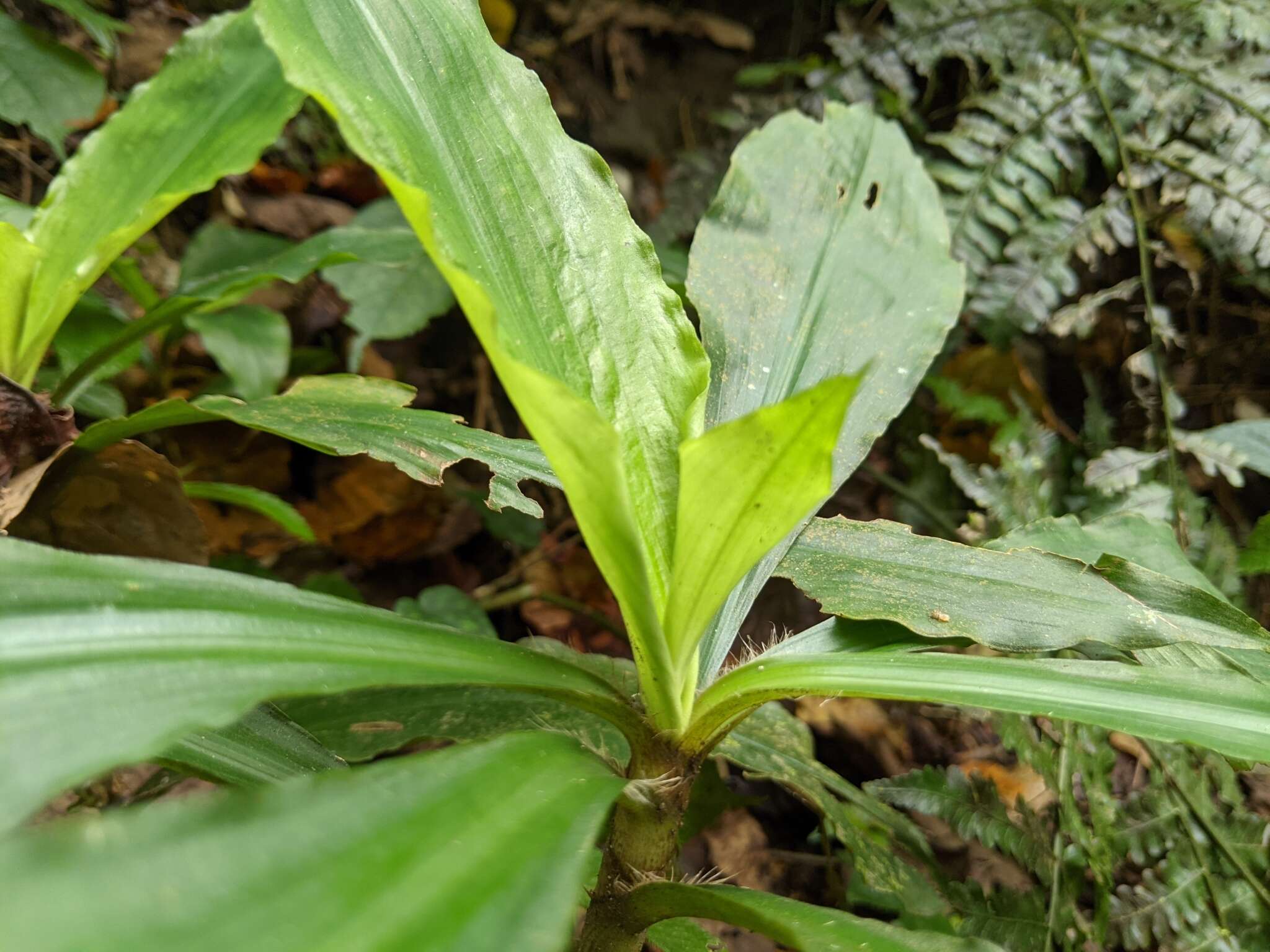 Image de Amischotolype glabrata Hassk.