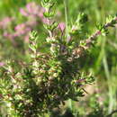 Image of Nenax hirta subsp. hirta