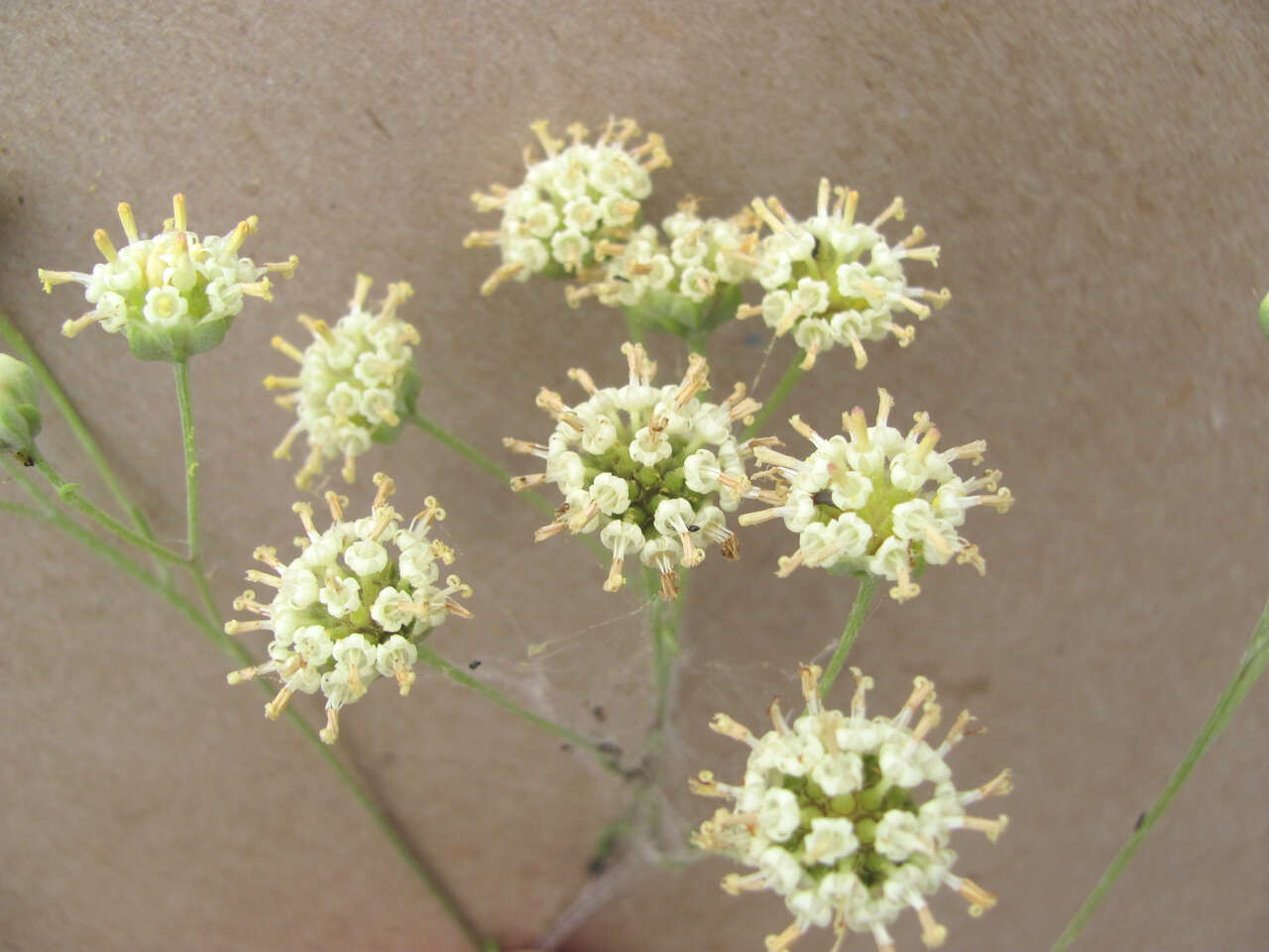 Image of Chalk Hill hymenopappus