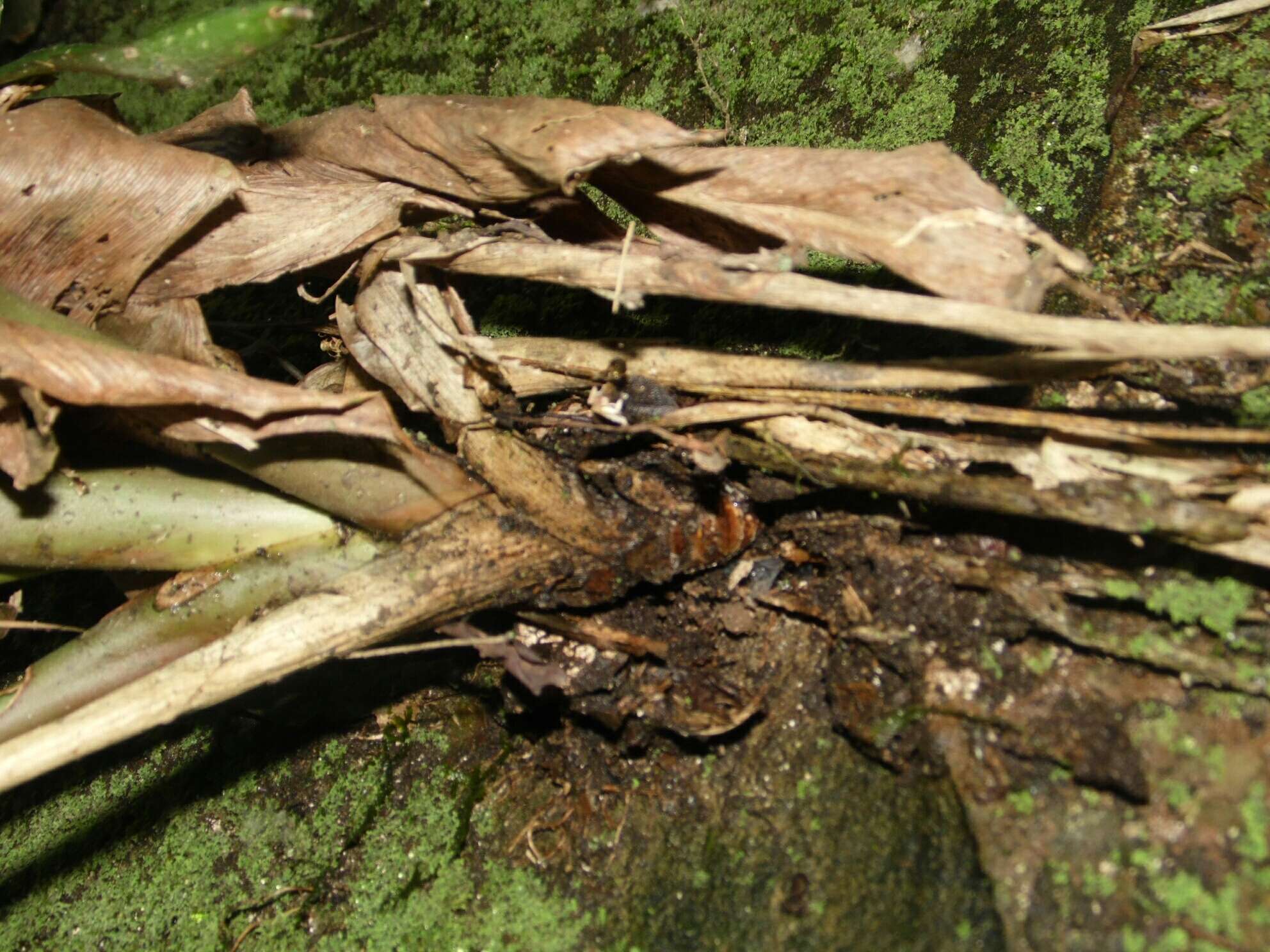 Image of Aechmea calyculata (É. Morren) Baker