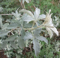 Image de Vitex zeyheri Sond. ex Schauer