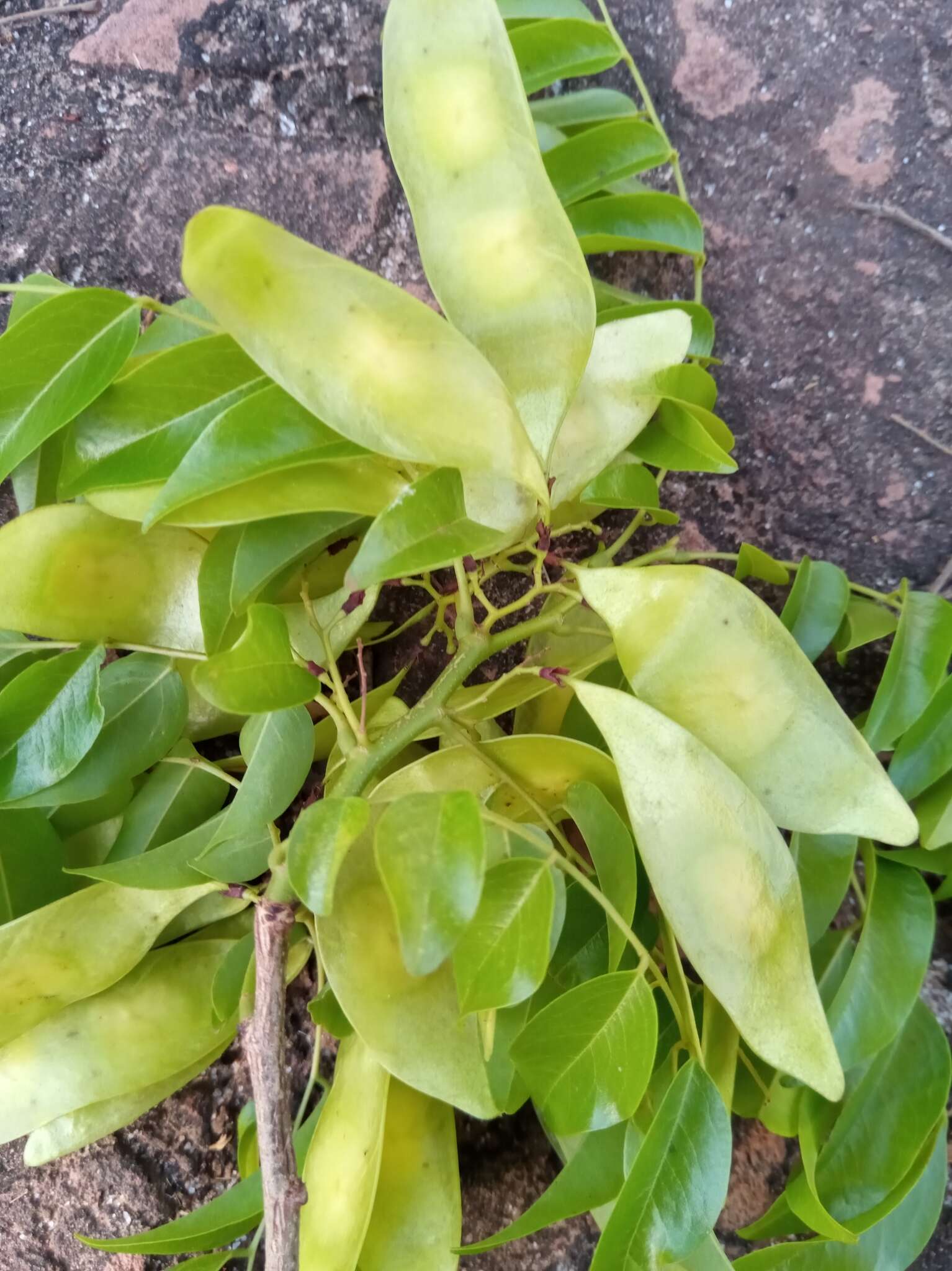 Image of Dalbergia bracteolata Baker