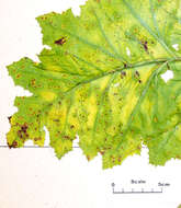 Imagem de Puccinia embergeriae McKenzie & P. R. Johnst. 2004