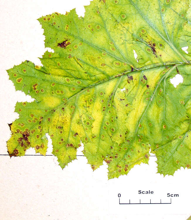 Image of Puccinia embergeriae McKenzie & P. R. Johnst. 2004