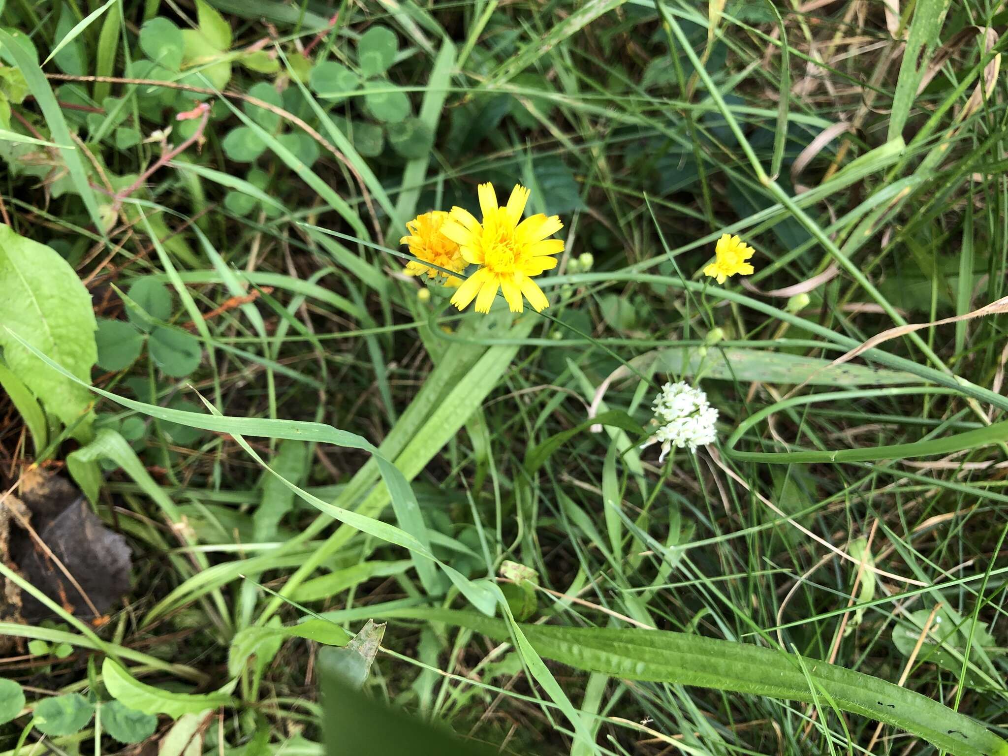 Image of common hawkweed