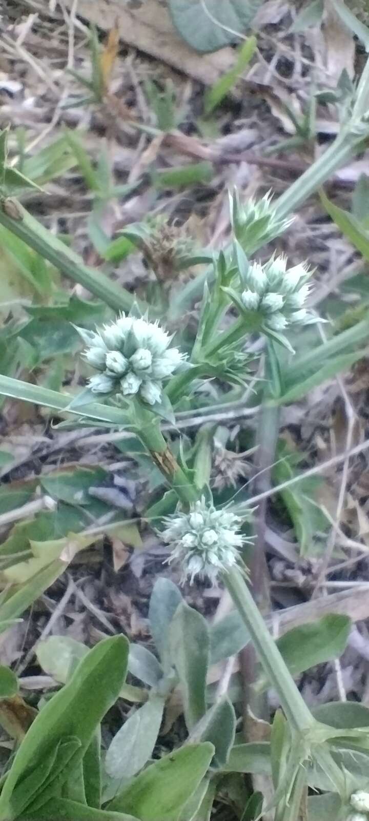 Eryngium nudicaule Lam. resmi