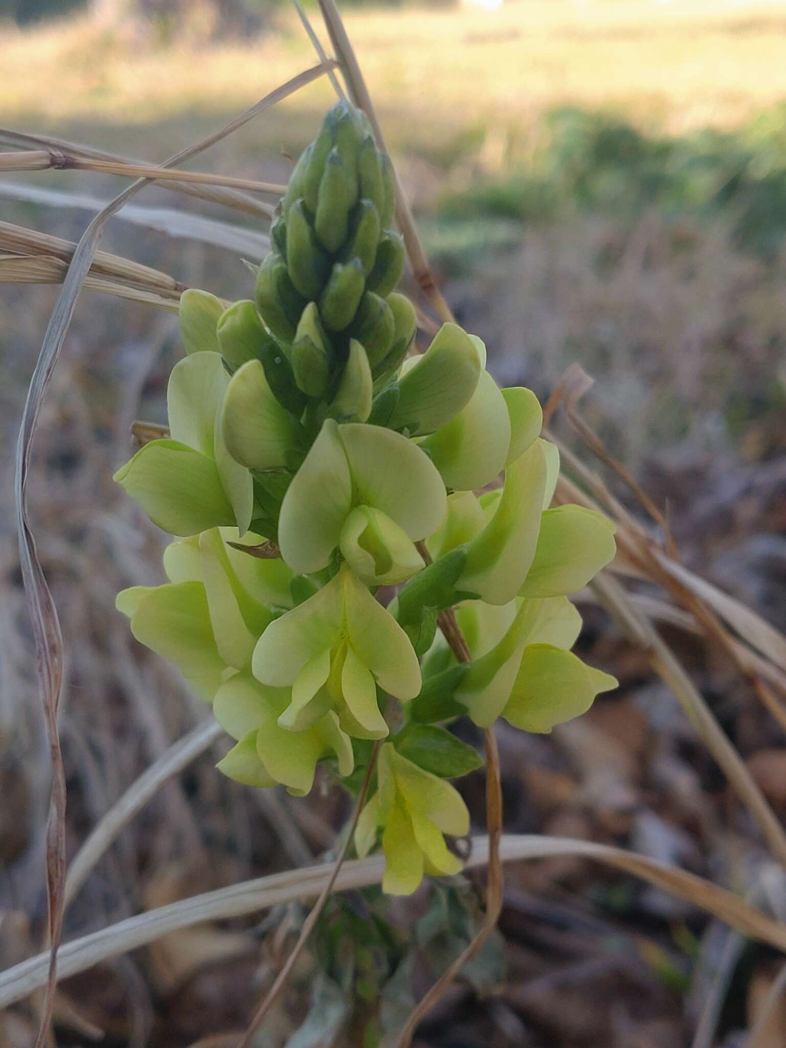 Image of Thermopsis chinensis S. Moore