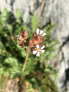 Image of smallflower horkelia