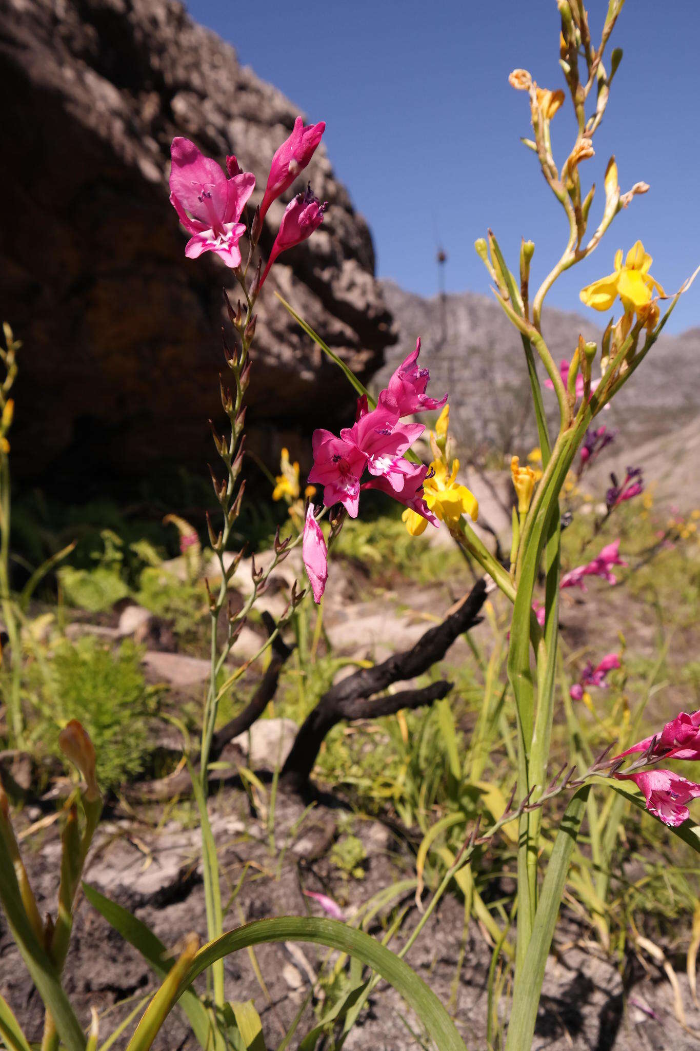 Imagem de Gladiolus phoenix Goldblatt & J. C. Manning