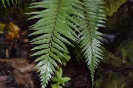 Image of Forest Spleenwort