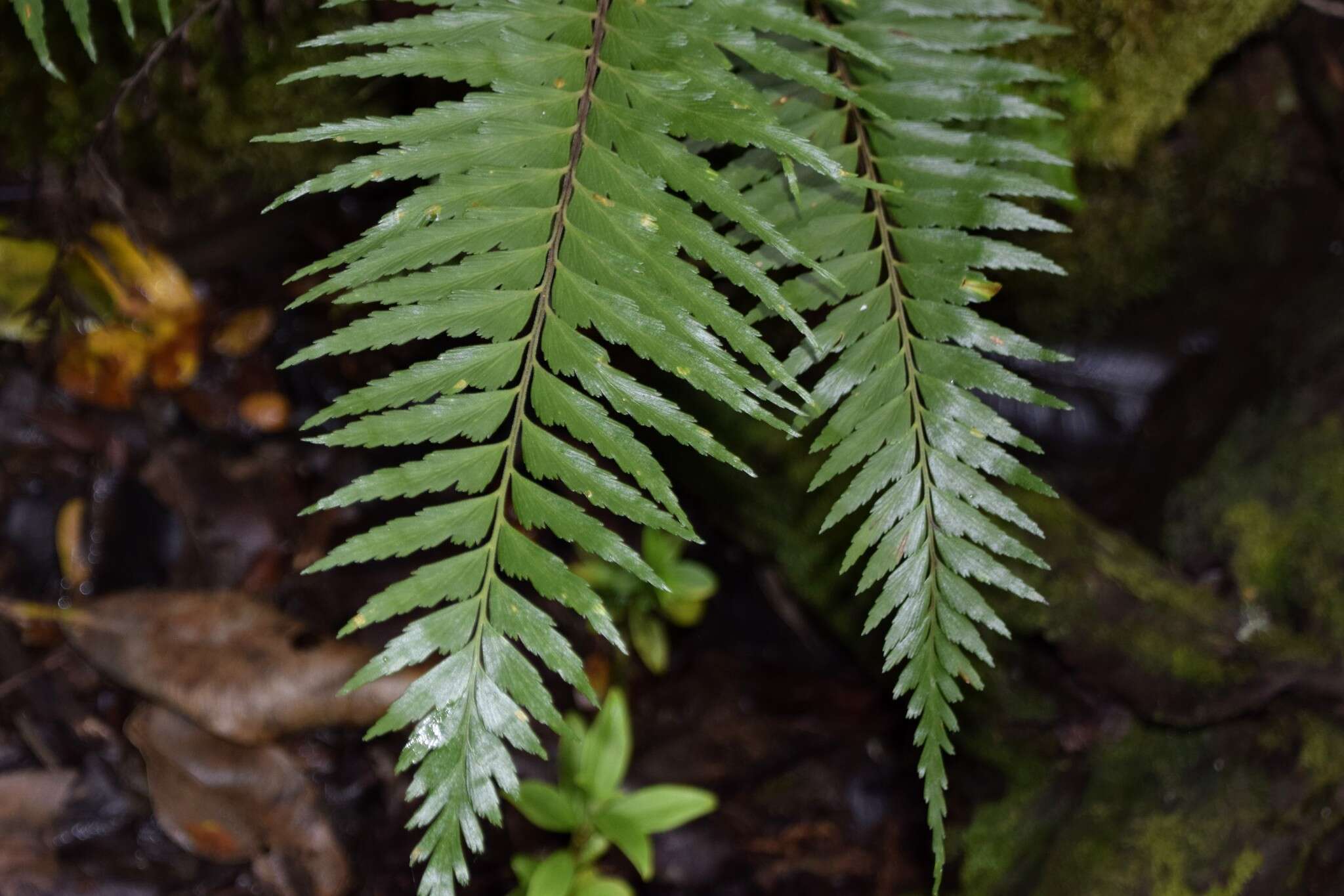 Image of Forest Spleenwort