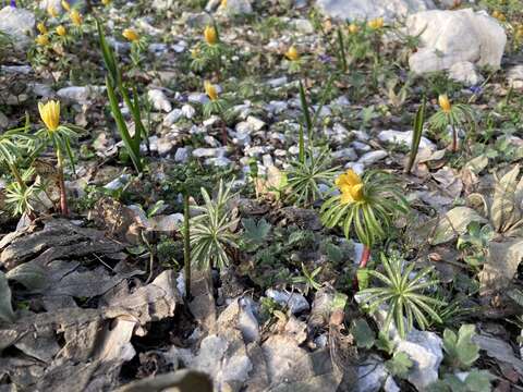 Image of <i>Eranthis cilicica</i>