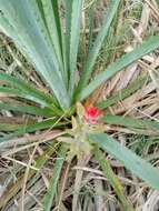 Image of Castilleja arvensis var. pastorei