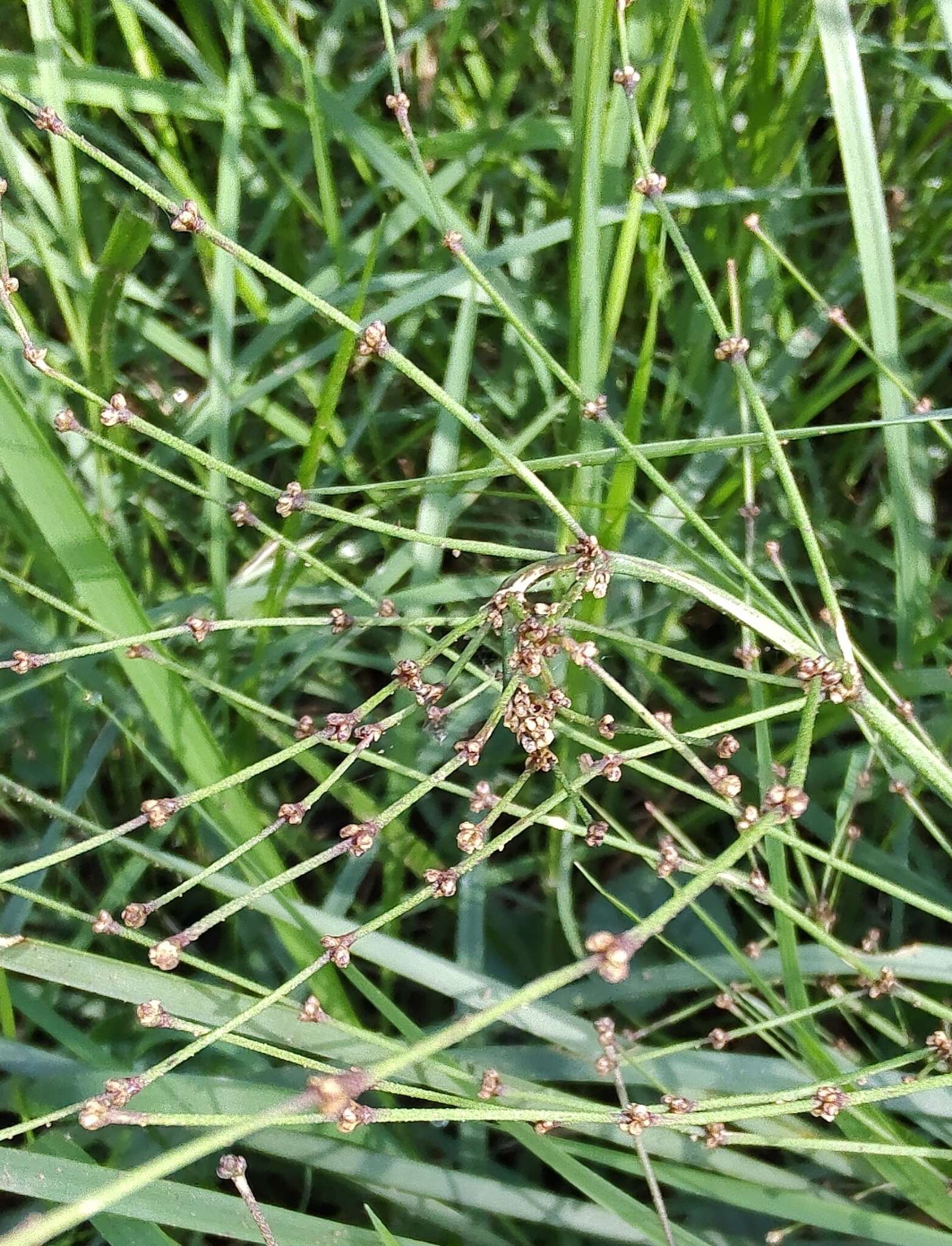 Image de Lomandra multiflora subsp. multiflora