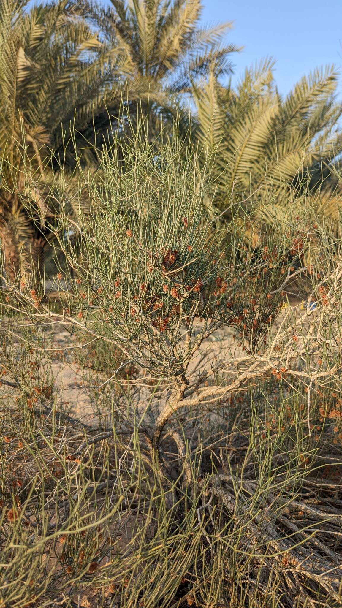 Image of Fire bush