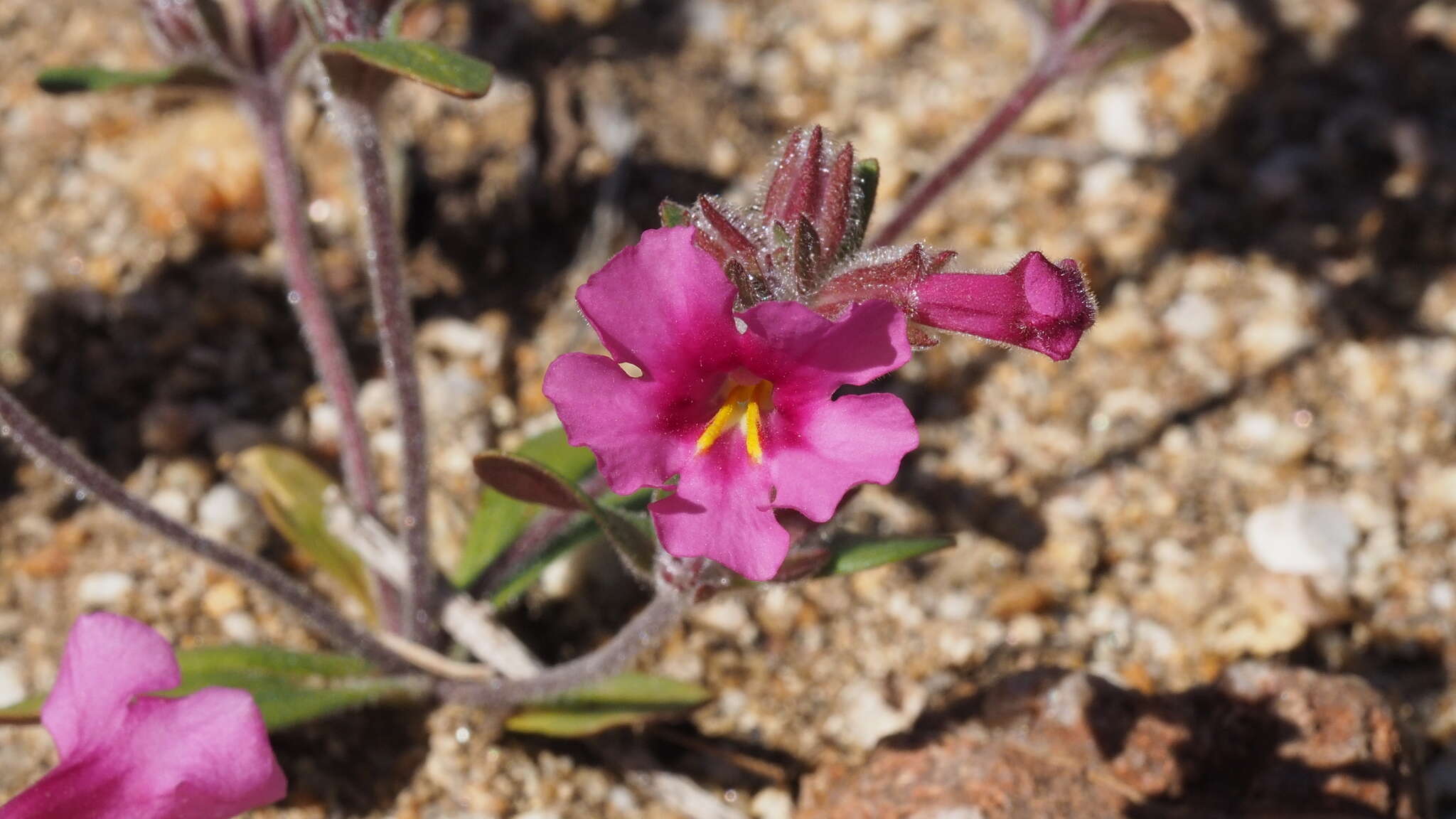 Image of Fremont's monkeyflower