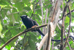 Image de Tamarin à mains rousses