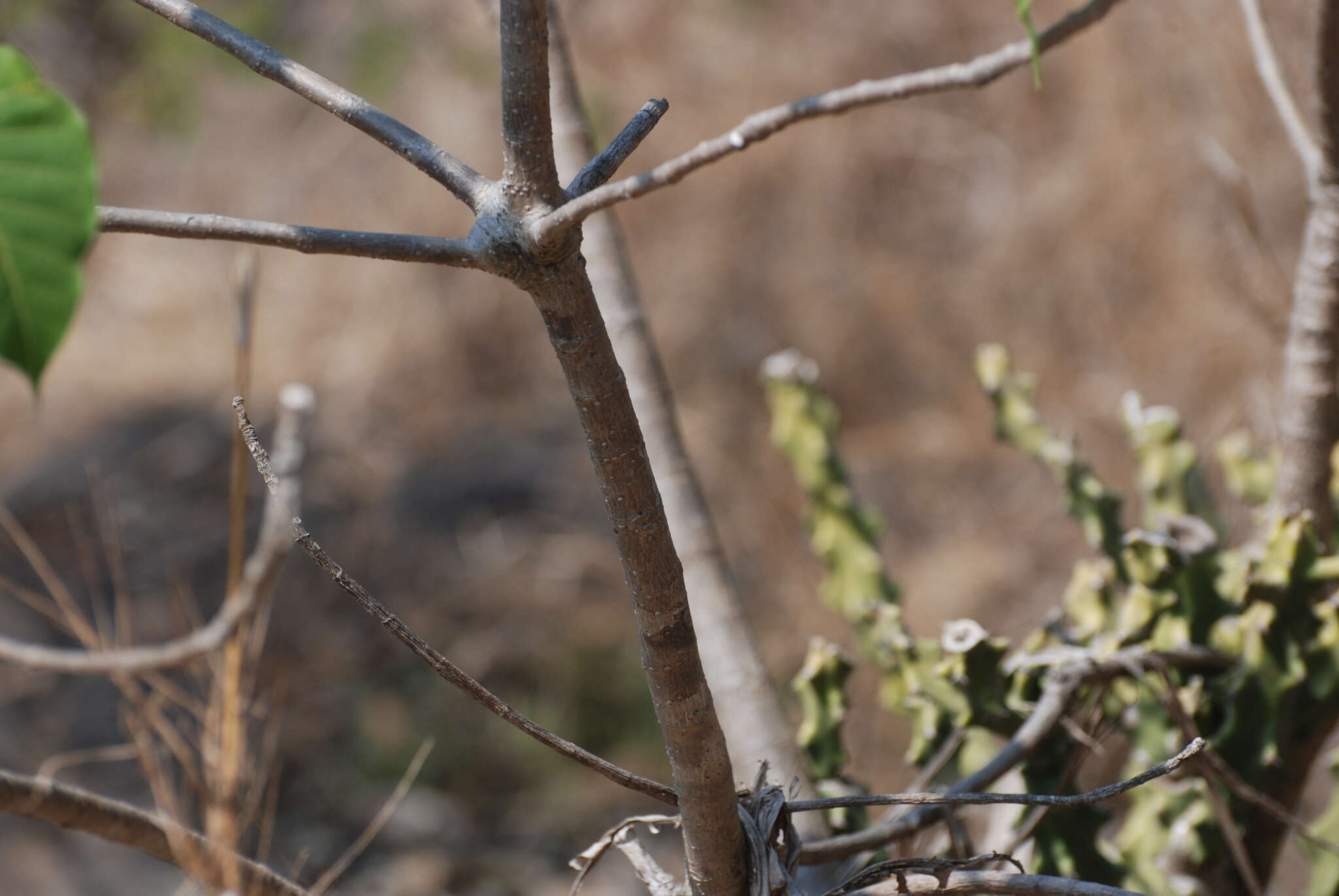 Image of Ficus arnottiana (Miq.) Miq.