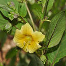 Image of Andalusian Belladonna