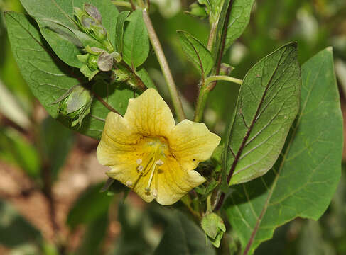 Image of Atropa baetica Willk.