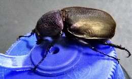 Image of Rhinoceros beetle