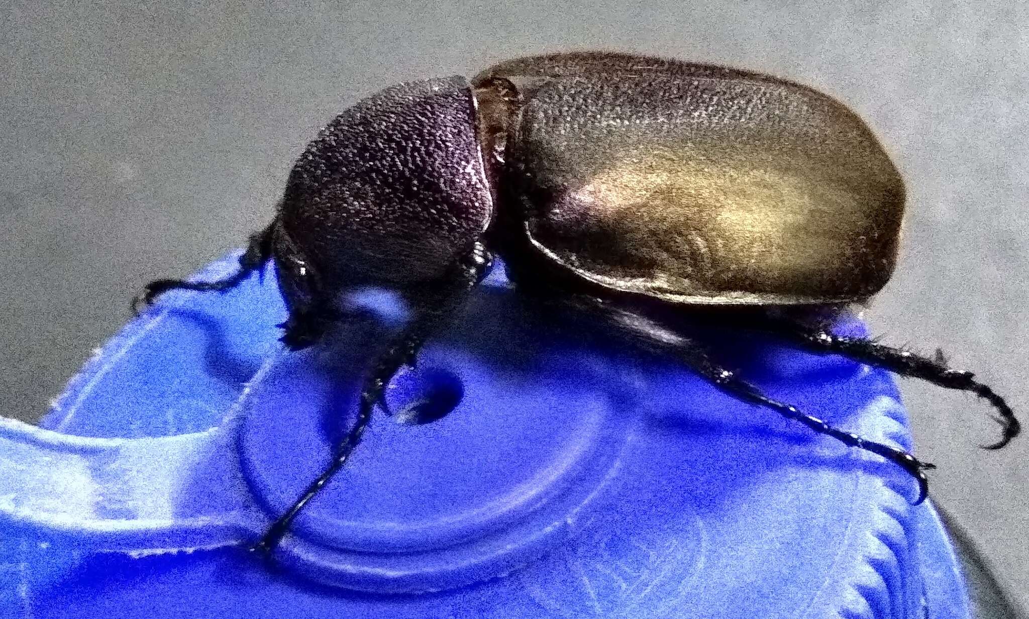 Image of Rhinoceros beetle