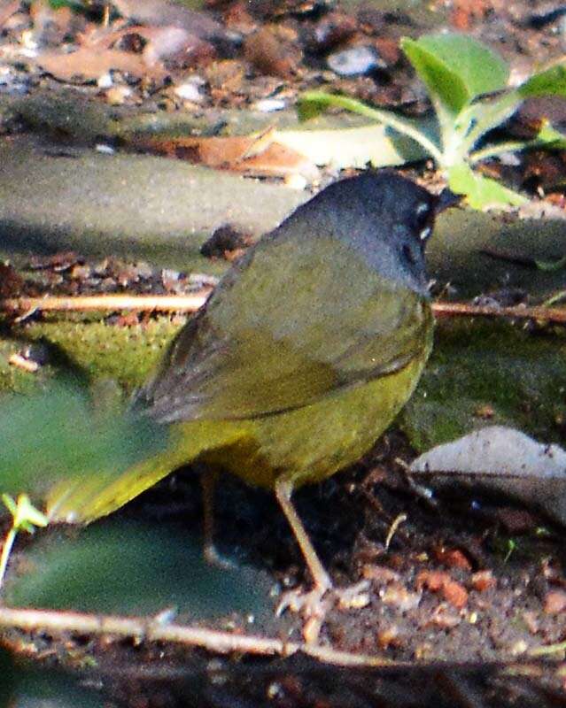 Image of MacGillivray's Warbler