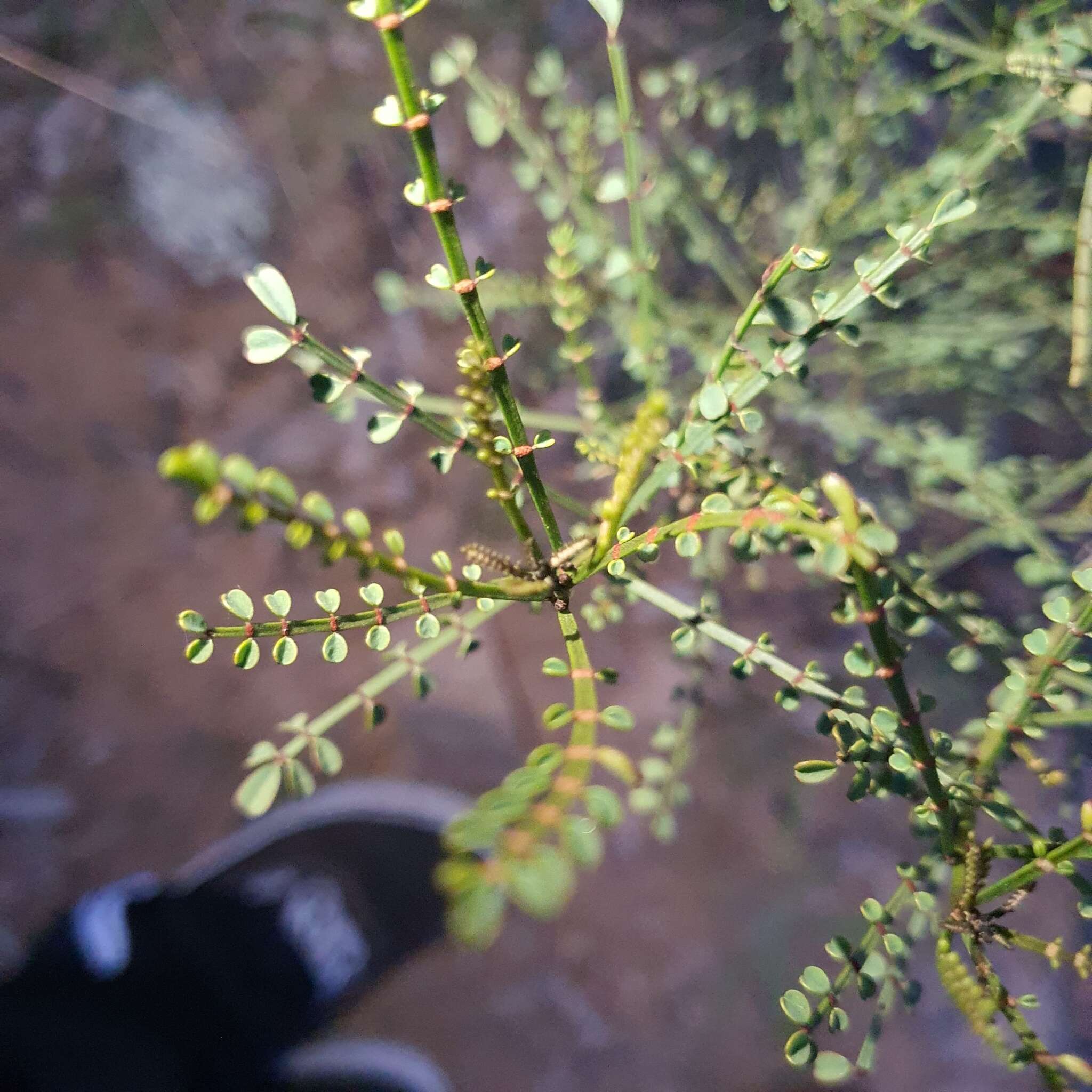 Image of Indigofera adesmiifolia A. Gray