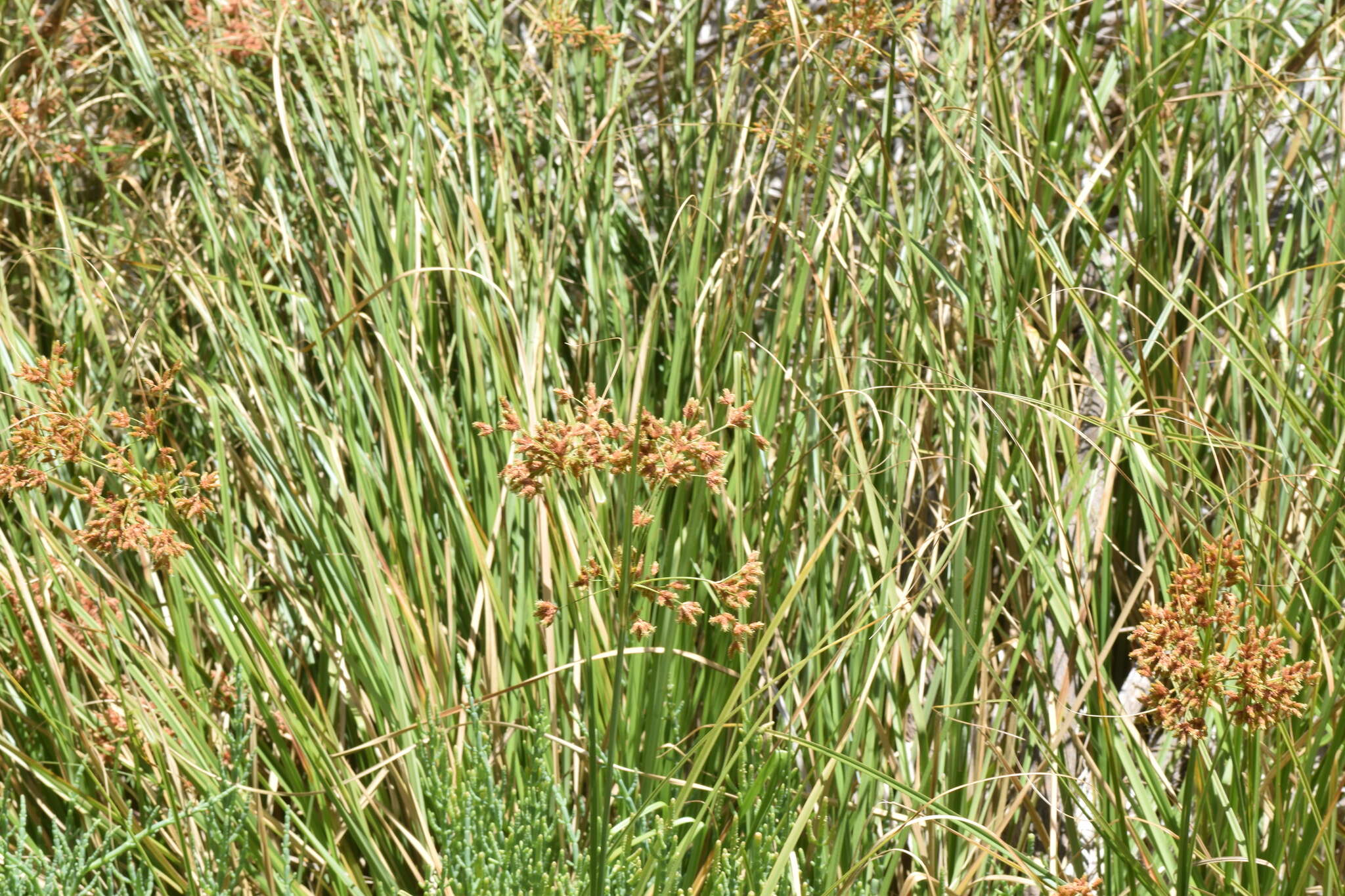 Image of Rhodoscirpus asper (J. Presl & C. Presl) Lév.-Bourret, Donadío & J. R. Starr