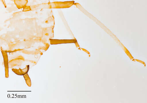 Image of Aphid