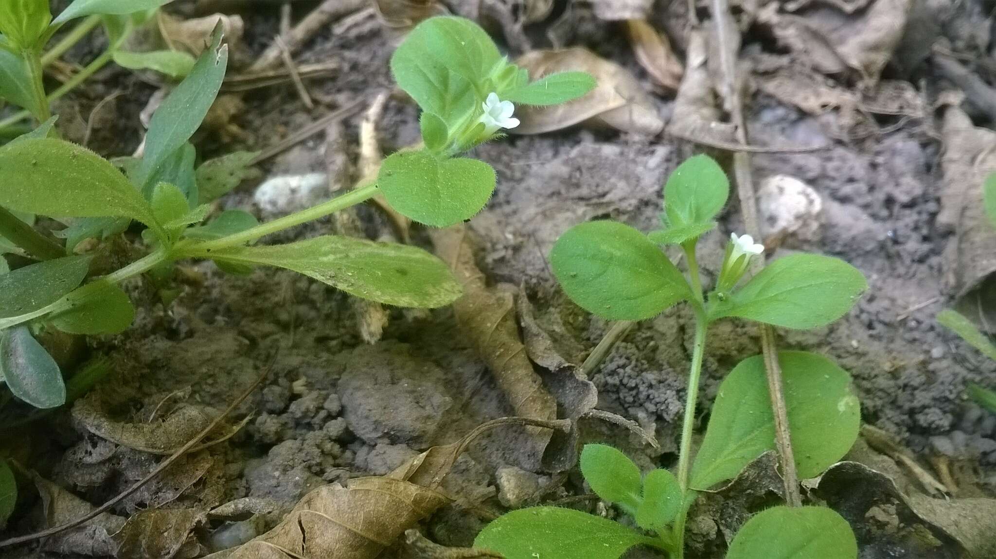 Image of Nama jamaicensis L.