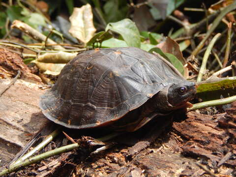 Image of Asian Leaf Turtle