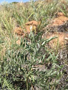 Image of silky sophora