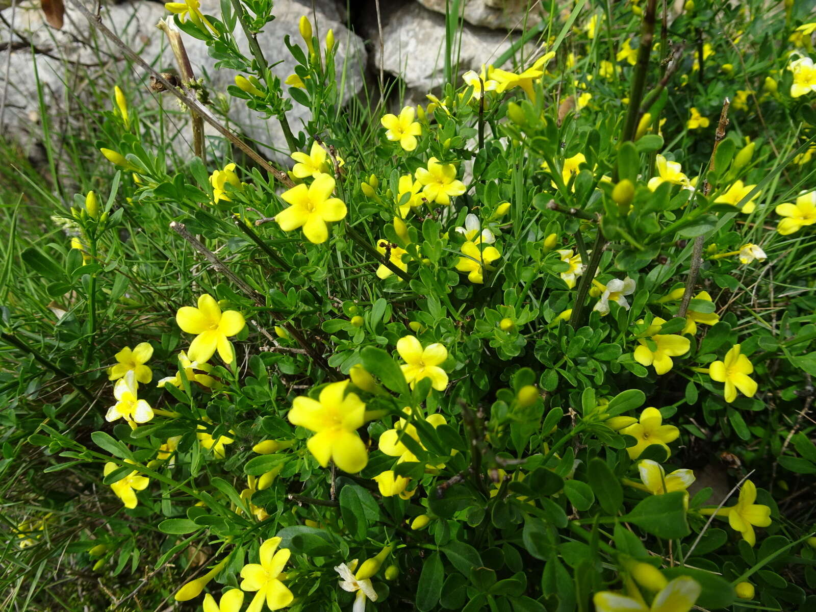 Image of Chrysojasminum fruticans (L.) Banfi