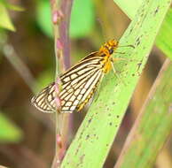 Image of Metisella willemi Wallengren 1857