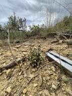 صورة Gentianella tortuosa (M. E. Jones) J. M. Gillett