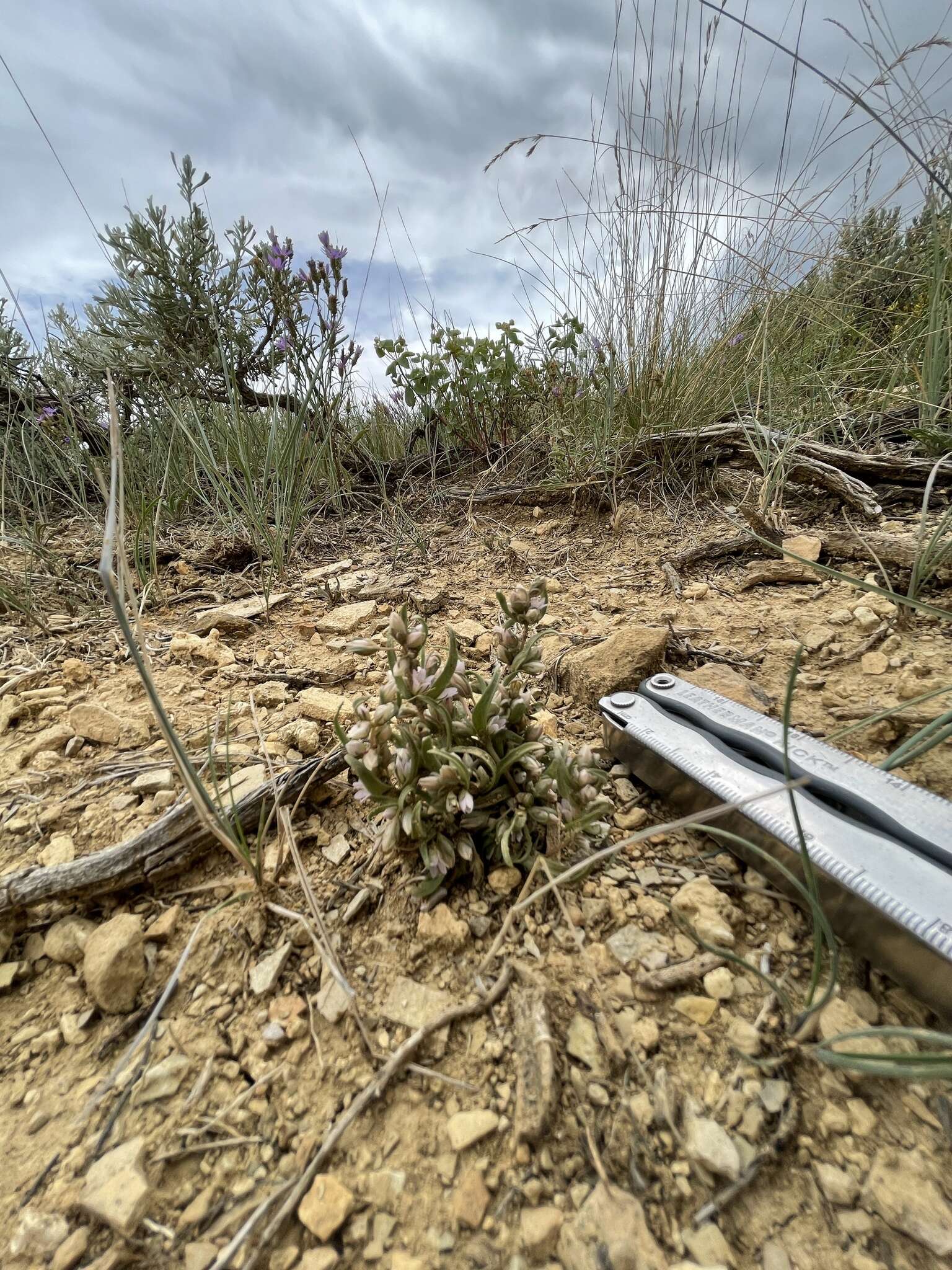 صورة Gentianella tortuosa (M. E. Jones) J. M. Gillett