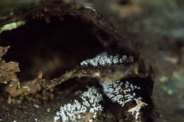 Image of Arcyria cinerea