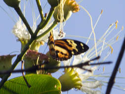 Imagem de Tithorea harmonia pseudethra Butler 1873