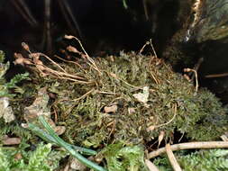 Image of anacamptodon moss