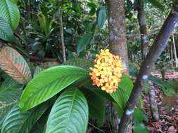 Image of Ixora congesta Roxb.