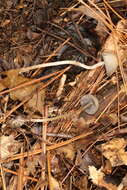 Image of Psathyrella amarescens Arnolds 2003