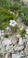 Image of Linum tenuifolium L.