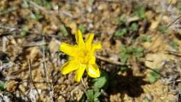 Image of Ranunculus bullatus L.