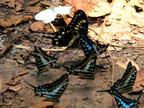 Sivun Papilio menestheus Drury (1773) kuva