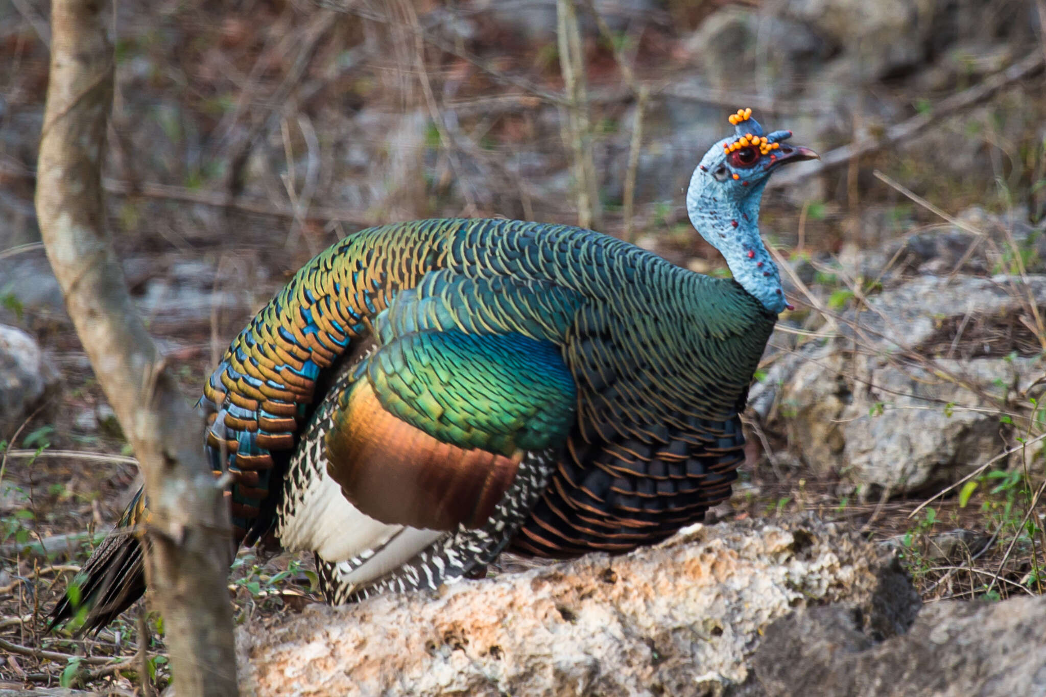 Imagem de Meleagris ocellata Cuvier 1820