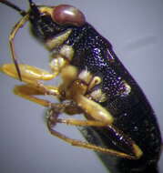 Image of <i>Geocoris ater</i>