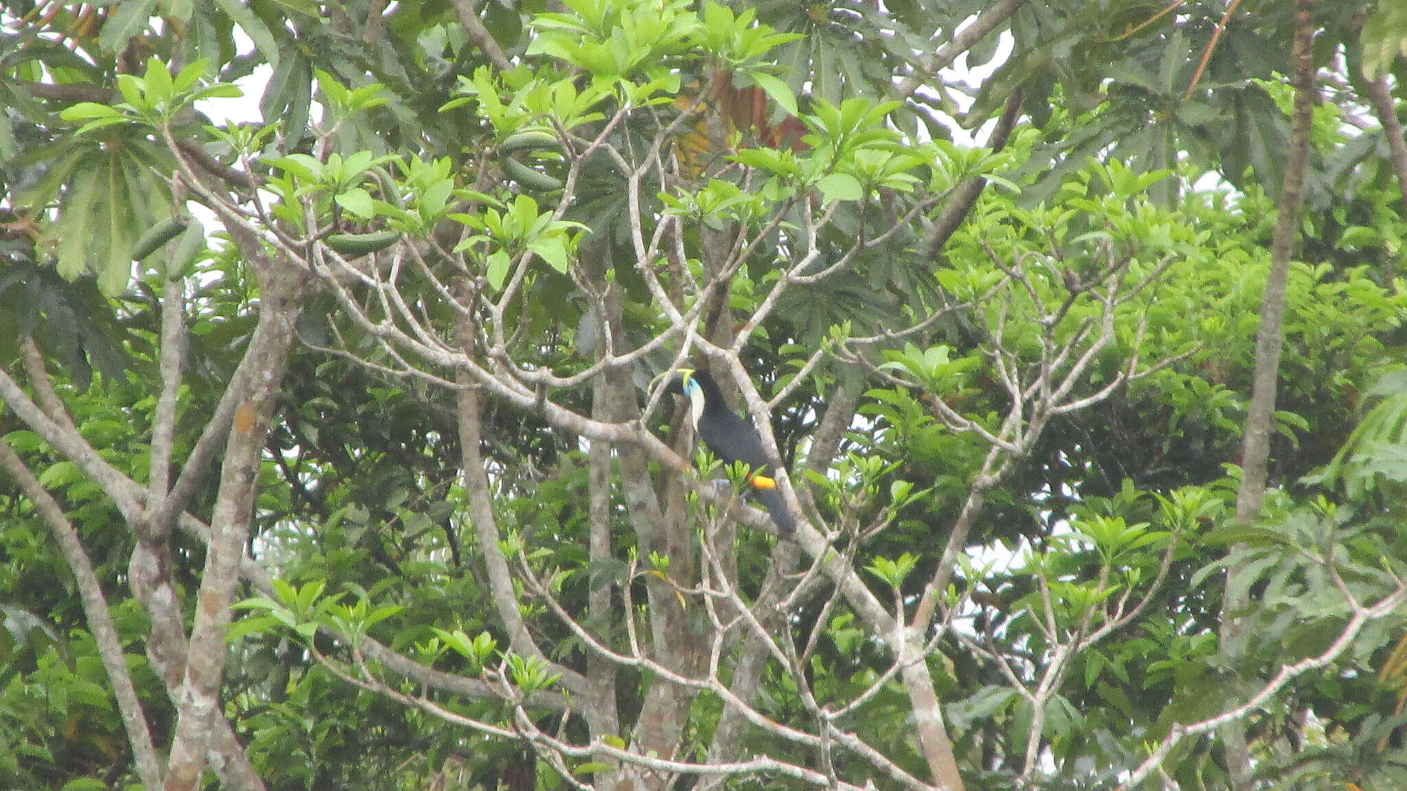 Image of Red-billed Toucan