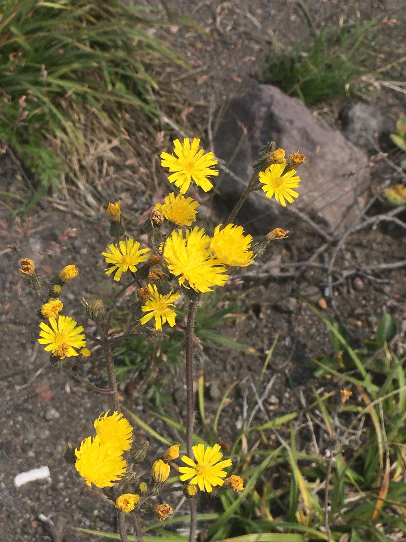 Image of hawkweed